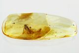 Detailed Fossil Barklouse (Psocodea) In Baltic Amber #330691-1